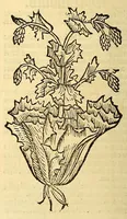 An illustration from Ortus sanitatis