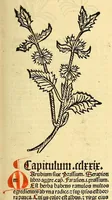 An illustration from Ortus sanitatis