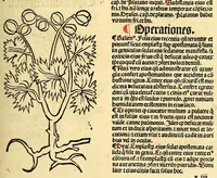 Picture 15 of 42 from Ortus sanitatis, leaf 265