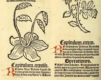 Picture 16 of 42 from Ortus sanitatis, leaf 312