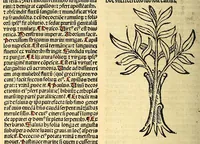 An illustration from Ortus sanitatis