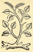 An illustration from Ortus sanitatis