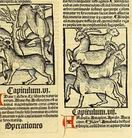 An illustration from Ortus sanitatis