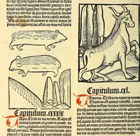 An illustration from Ortus sanitatis