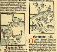 An illustration from Ortus sanitatis