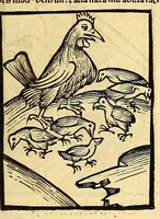 An illustration from Ortus sanitatis