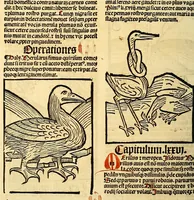 An illustration from Ortus sanitatis