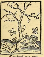 Picture 34 of 42 from Ortus sanitatis, leaf 557