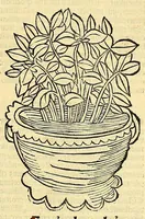 Picture 2 of 42 from Ortus sanitatis, leaf 67
