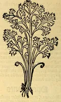 Picture 3 of 42 from Ortus sanitatis, leaf 84