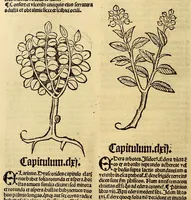Picture 10 of 63 from Ortus sanitatis, leaf 138