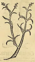 Picture 11 of 63 from Ortus sanitatis, leaf 155