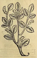 Picture 12 of 63 from Ortus sanitatis, leaf 155