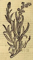 Picture 16 of 63 from Ortus sanitatis, leaf 198