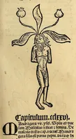 Picture 17 of 63 from Ortus sanitatis, leaf 215