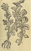 Picture 18 of 63 from Ortus sanitatis, leaf 223