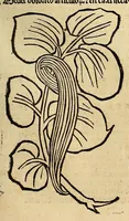 An illustration from Ortus sanitatis