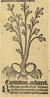 Picture 23 of 63 from Ortus sanitatis, leaf 300