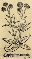 Picture 24 of 63 from Ortus sanitatis, leaf 319