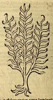Picture 27 of 63 from Ortus sanitatis, leaf 356
