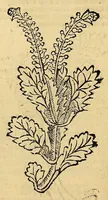 Picture 28 of 63 from Ortus sanitatis, leaf 368
