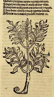 Picture 30 of 63 from Ortus sanitatis, leaf 384