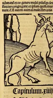 Picture 34 of 63 from Ortus sanitatis, leaf 430