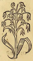 Picture 3 of 63 from Ortus sanitatis, leaf 54
