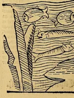 Picture 52 of 63 from Ortus sanitatis, leaf 598