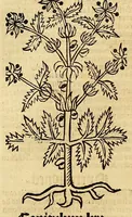 Picture 4 of 63 from Ortus sanitatis, leaf 64