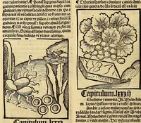 Picture 61 of 63 from Ortus sanitatis, leaf 646
