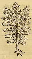 Picture 6 of 63 from Ortus sanitatis, leaf 80
