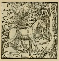 An illustration from Orvs Apollo de Ægypte De la signification des notes hieroglyphiques des Aegyptiens : cest a dire des figures par les quelles ilz escripuoient leurs mysteres secretz, & les choses sainctes & diuines (1543)