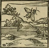 Picture 96 of 195 from Orvs Apollo de Ægypte De la signification des notes hieroglyphiques des Aegyptiens : cest a dire des figures par les quelles ilz escripuoient leurs mysteres secretz, & les choses sainctes & diuines (1543), leaf 109