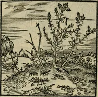 Picture 107 of 195 from Orvs Apollo de Ægypte De la signification des notes hieroglyphiques des Aegyptiens : cest a dire des figures par les quelles ilz escripuoient leurs mysteres secretz, & les choses sainctes & diuines (1543), leaf 119