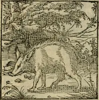 Picture 110 of 195 from Orvs Apollo de Ægypte De la signification des notes hieroglyphiques des Aegyptiens : cest a dire des figures par les quelles ilz escripuoient leurs mysteres secretz, & les choses sainctes & diuines (1543), leaf 122