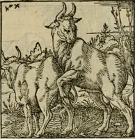 An illustration from Orvs Apollo de Ægypte De la signification des notes hieroglyphiques des Aegyptiens : cest a dire des figures par les quelles ilz escripuoient leurs mysteres secretz, & les choses sainctes & diuines (1543)