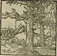 Picture 122 of 195 from Orvs Apollo de Ægypte De la signification des notes hieroglyphiques des Aegyptiens : cest a dire des figures par les quelles ilz escripuoient leurs mysteres secretz, & les choses sainctes & diuines (1543), leaf 138
