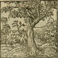 Picture 125 of 195 from Orvs Apollo de Ægypte De la signification des notes hieroglyphiques des Aegyptiens : cest a dire des figures par les quelles ilz escripuoient leurs mysteres secretz, & les choses sainctes & diuines (1543), leaf 140