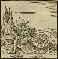 Picture 128 of 195 from Orvs Apollo de Ægypte De la signification des notes hieroglyphiques des Aegyptiens : cest a dire des figures par les quelles ilz escripuoient leurs mysteres secretz, & les choses sainctes & diuines (1543), leaf 144
