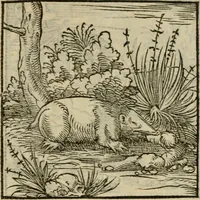 An illustration from Orvs Apollo de Ægypte De la signification des notes hieroglyphiques des Aegyptiens : cest a dire des figures par les quelles ilz escripuoient leurs mysteres secretz, & les choses sainctes & diuines (1543)