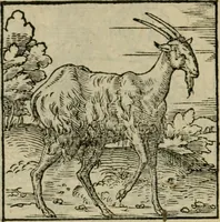 Picture 136 of 195 from Orvs Apollo de Ægypte De la signification des notes hieroglyphiques des Aegyptiens : cest a dire des figures par les quelles ilz escripuoient leurs mysteres secretz, & les choses sainctes & diuines (1543), leaf 153
