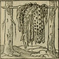 Picture 138 of 195 from Orvs Apollo de Ægypte De la signification des notes hieroglyphiques des Aegyptiens : cest a dire des figures par les quelles ilz escripuoient leurs mysteres secretz, & les choses sainctes & diuines (1543), leaf 155