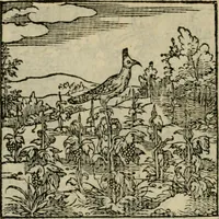 Picture 160 of 195 from Orvs Apollo de Ægypte De la signification des notes hieroglyphiques des Aegyptiens : cest a dire des figures par les quelles ilz escripuoient leurs mysteres secretz, & les choses sainctes & diuines (1543), leaf 177