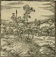 An illustration from Orvs Apollo de Ægypte De la signification des notes hieroglyphiques des Aegyptiens : cest a dire des figures par les quelles ilz escripuoient leurs mysteres secretz, & les choses sainctes & diuines (1543)