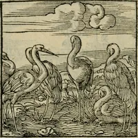 Picture 162 of 195 from Orvs Apollo de Ægypte De la signification des notes hieroglyphiques des Aegyptiens : cest a dire des figures par les quelles ilz escripuoient leurs mysteres secretz, & les choses sainctes & diuines (1543), leaf 179