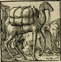 Picture 168 of 195 from Orvs Apollo de Ægypte De la signification des notes hieroglyphiques des Aegyptiens : cest a dire des figures par les quelles ilz escripuoient leurs mysteres secretz, & les choses sainctes & diuines (1543), leaf 185