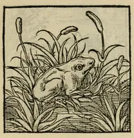 An illustration from Orvs Apollo de Ægypte De la signification des notes hieroglyphiques des Aegyptiens : cest a dire des figures par les quelles ilz escripuoient leurs mysteres secretz, & les choses sainctes & diuines (1543)