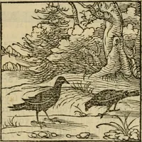 An illustration from Orvs Apollo de Ægypte De la signification des notes hieroglyphiques des Aegyptiens : cest a dire des figures par les quelles ilz escripuoient leurs mysteres secretz, & les choses sainctes & diuines (1543)