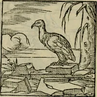 Picture 187 of 195 from Orvs Apollo de Ægypte De la signification des notes hieroglyphiques des Aegyptiens : cest a dire des figures par les quelles ilz escripuoient leurs mysteres secretz, & les choses sainctes & diuines (1543), leaf 203